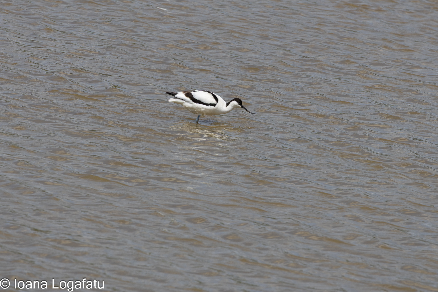 Elegant bird foraging in peaceful waters